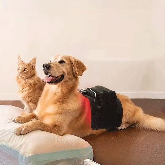Couverture de thérapie infrarouge intégrale pour animaux de compagnie et ceinture lombaire à lumière rouge pour chiens et chats âgés