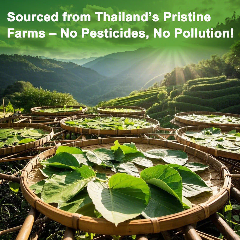 soursop teas
soursop means
soursop tea benefit
benefits of soursop
soursop leaves uses Soursop (Graviola / Annona Leaf) Herbal Tea – 20 Tea Bags EELHOE COSMETICS